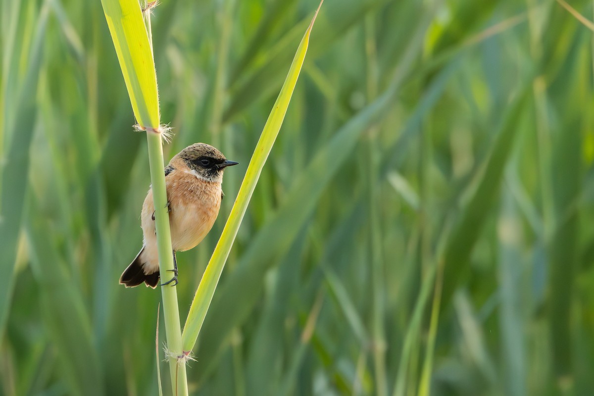 Siberian Stonechat - ML645397207