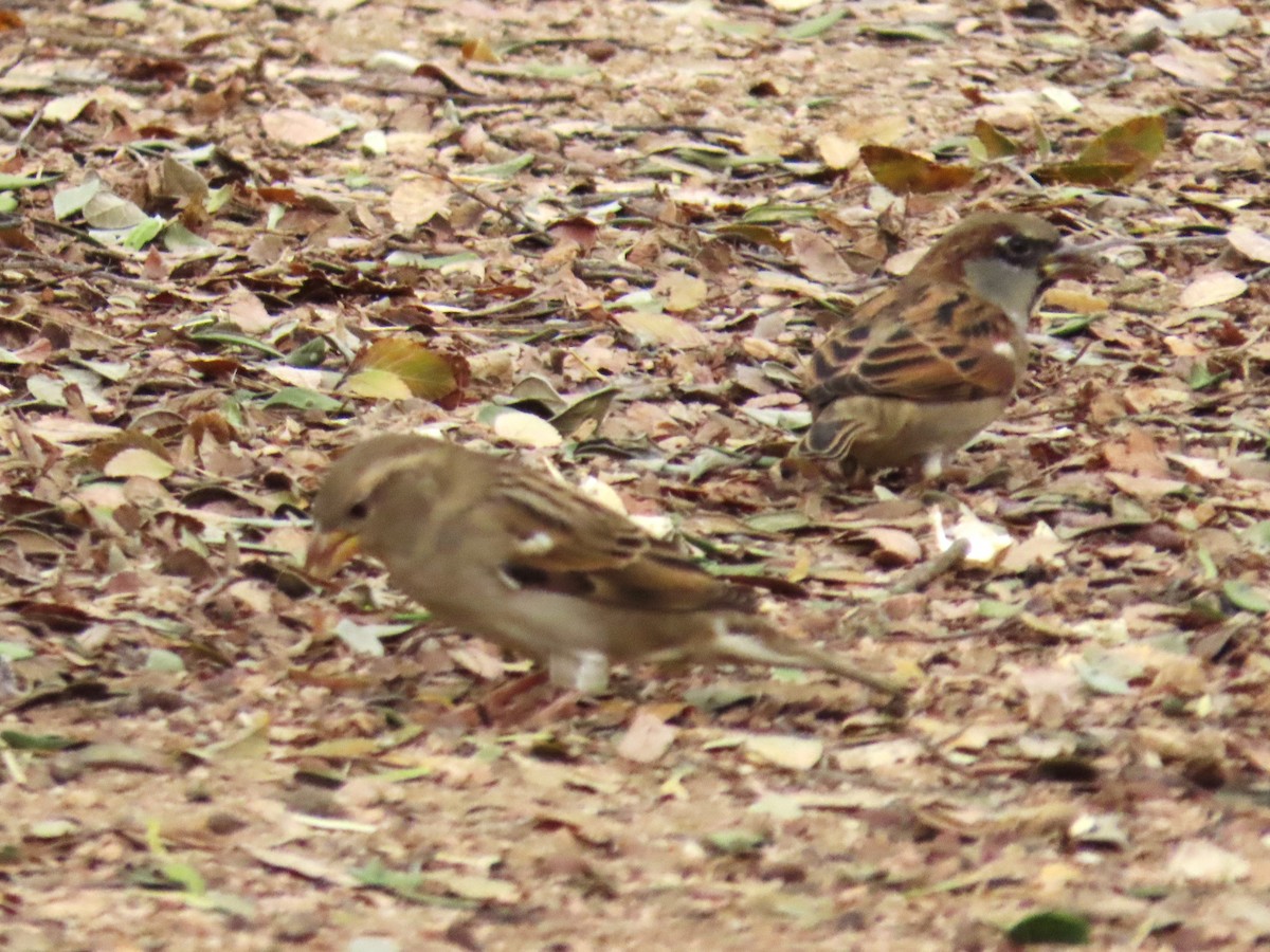 House Sparrow - ML645397211