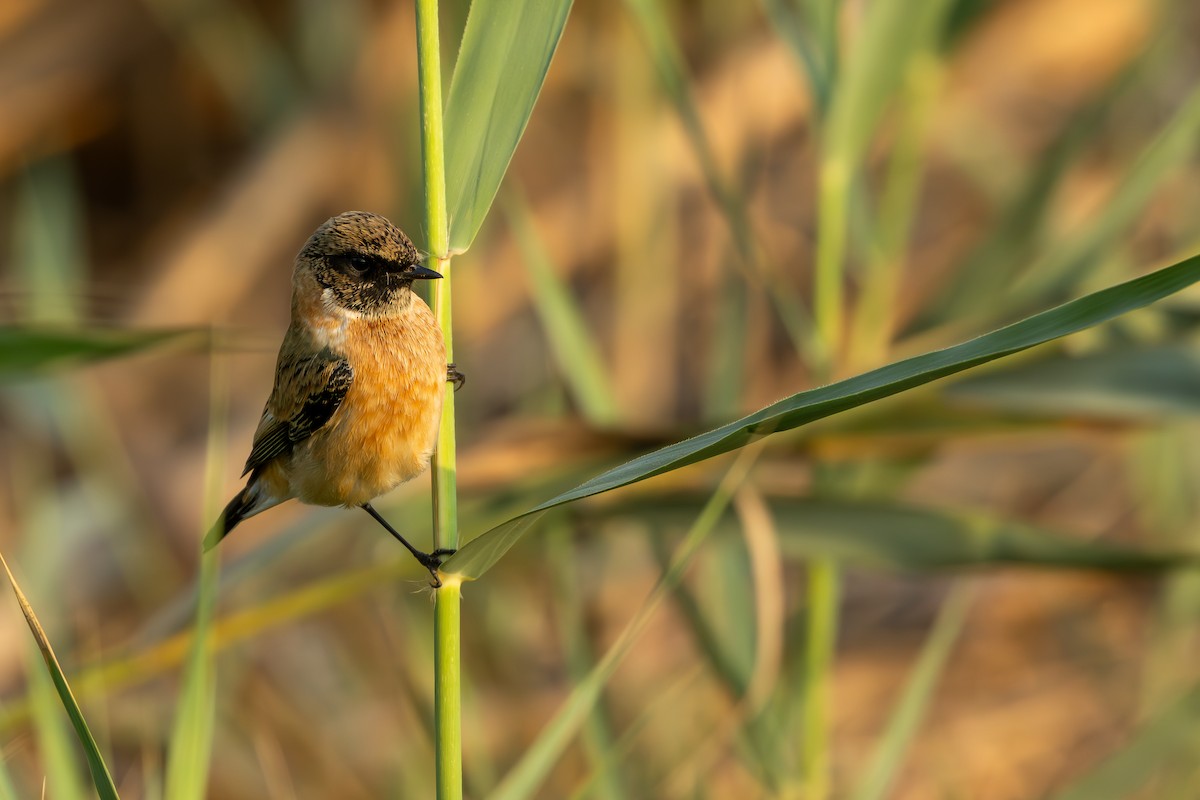 Siberian Stonechat - ML645397212