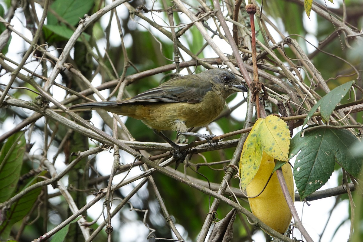 Blue-and-yellow Tanager - ML645397213