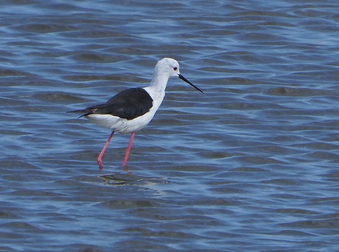 高蹺鴴 - ML645397215