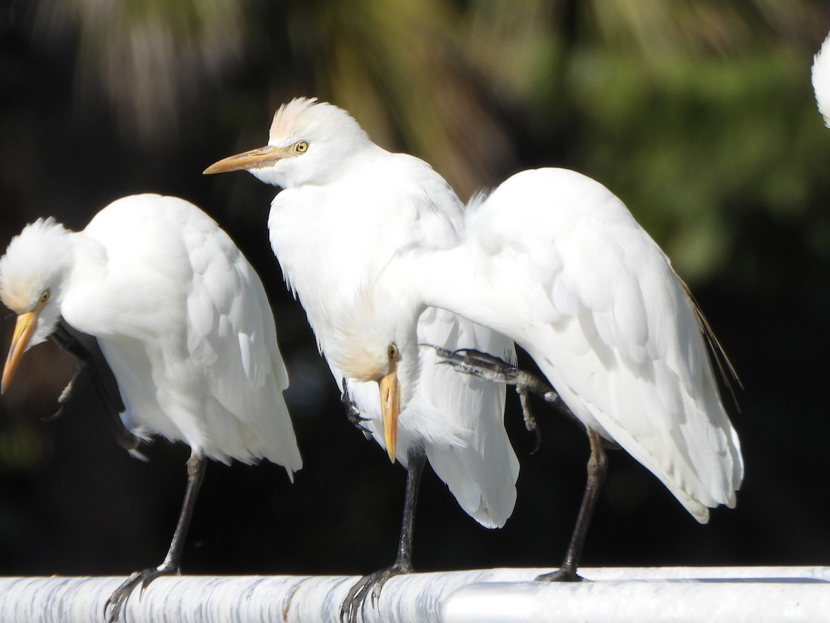 Kuhreiher - ML645397217