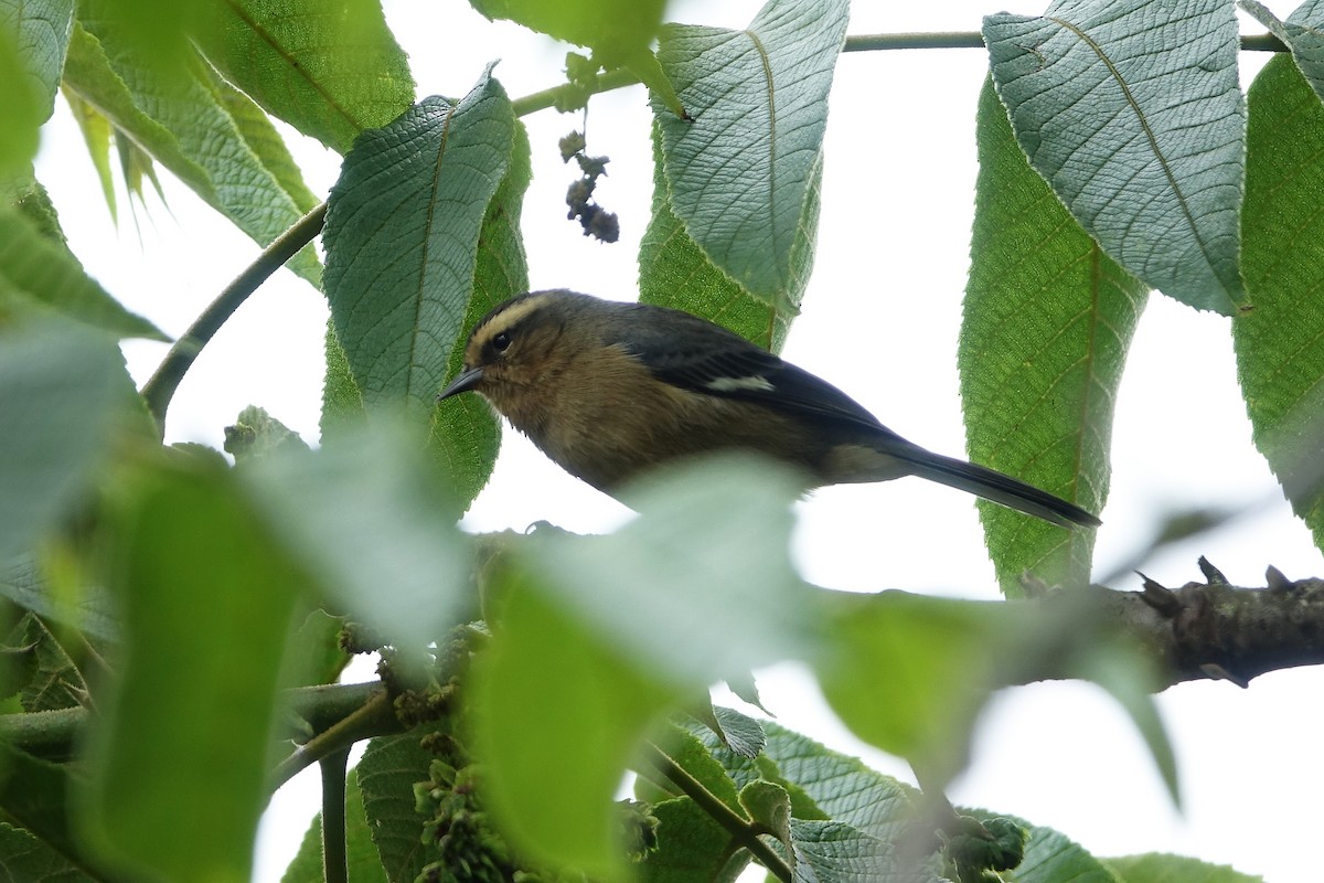 Cinereous Conebill - ML645397229
