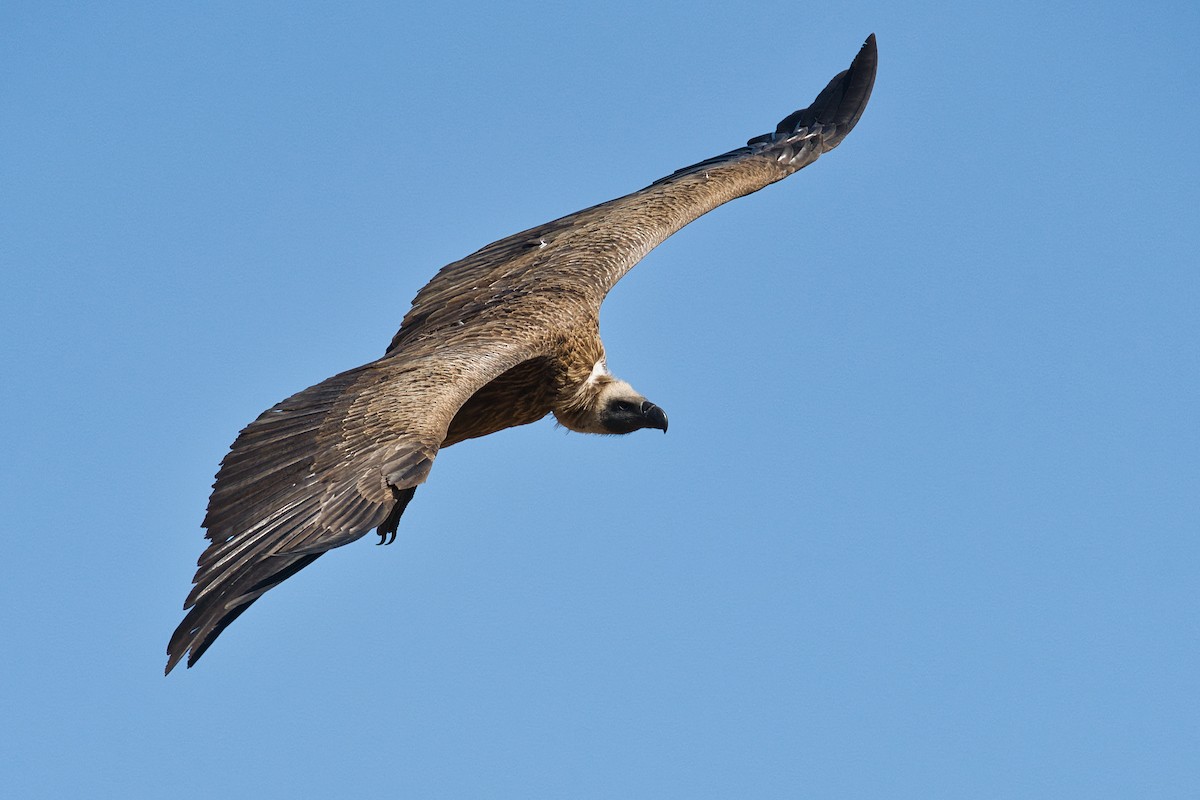 White-backed Vulture - ML645397234