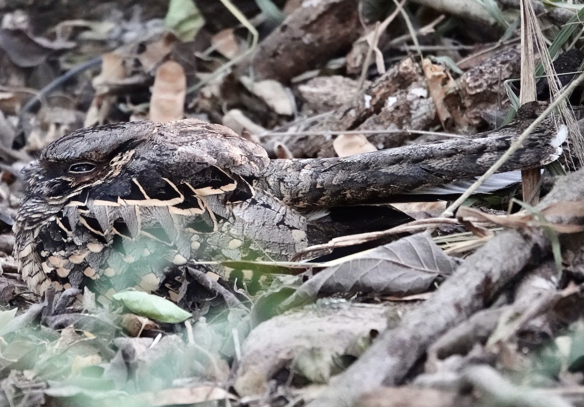 Common Pauraque - ML645397236