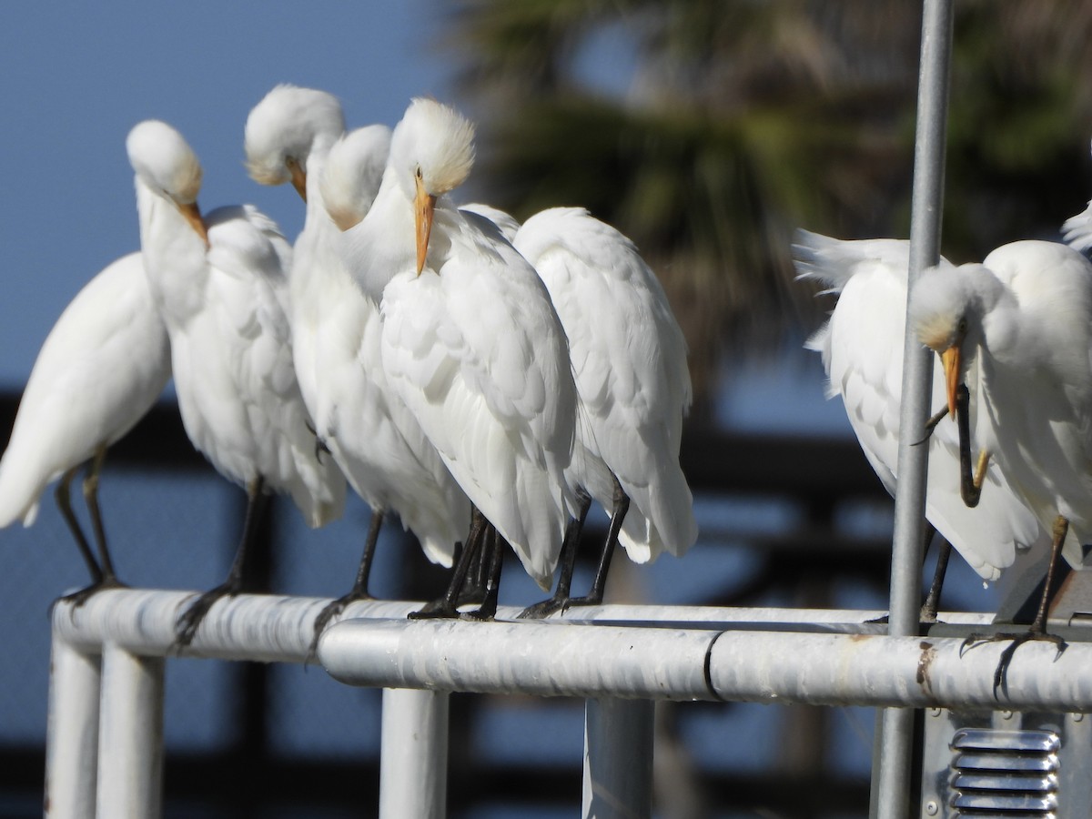 Kuhreiher - ML645397241