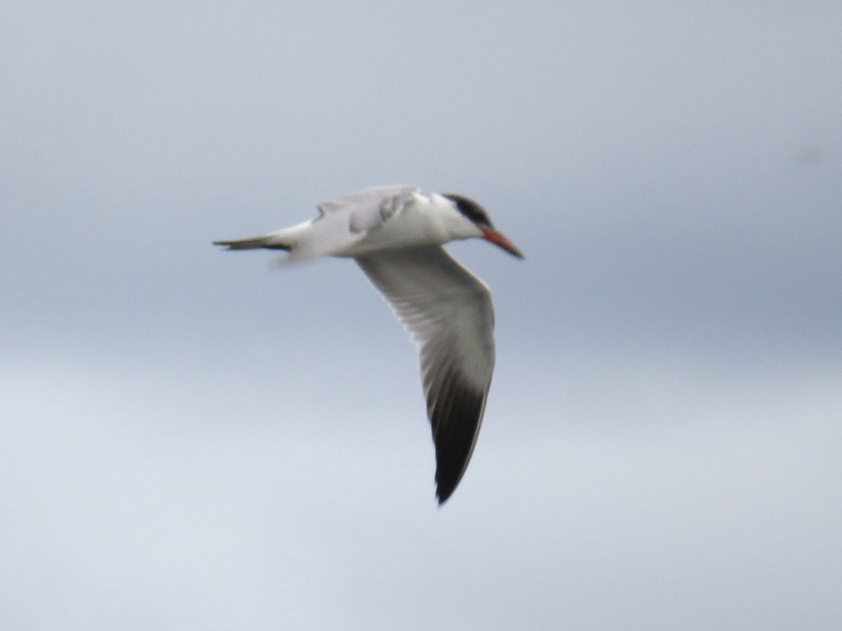 Caspian Tern - ML645397245
