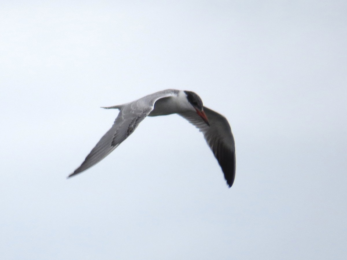 Caspian Tern - ML645397246