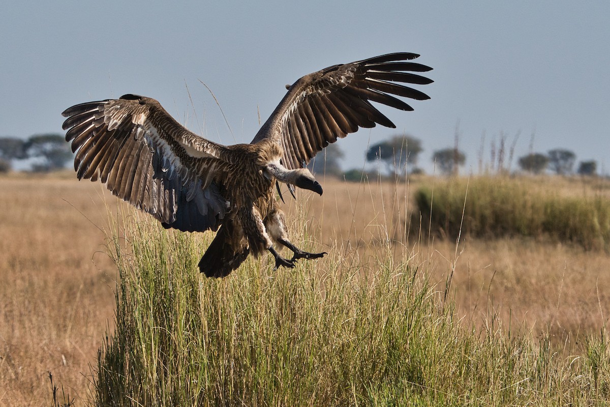 White-backed Vulture - ML645397252