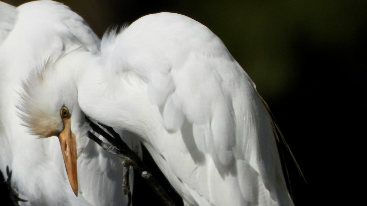 Kuhreiher - ML645397253