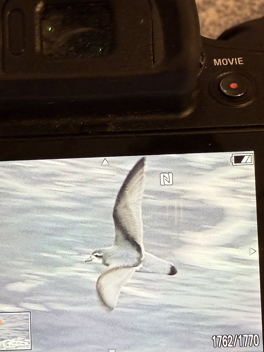 Prion de la Désolation - ML645397256