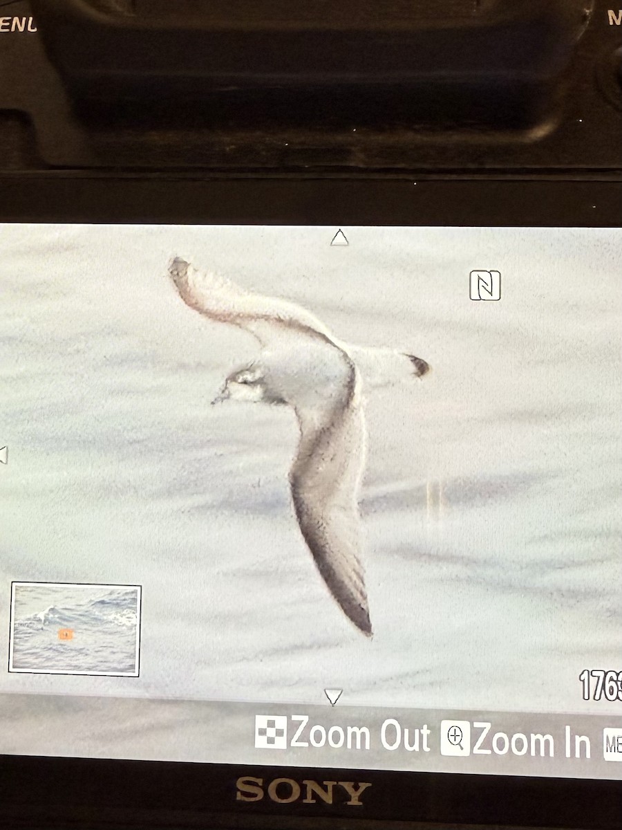 Prion de la Désolation - ML645397257