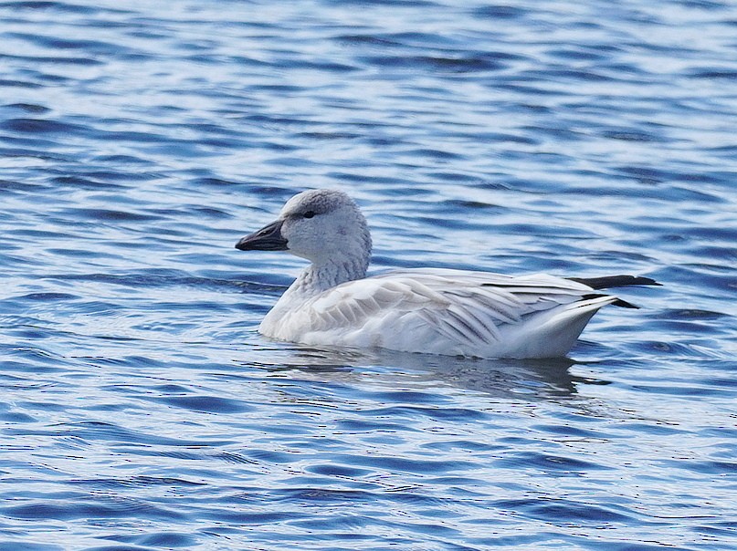 Snow x Ross's Goose (hybrid) - ML645397258