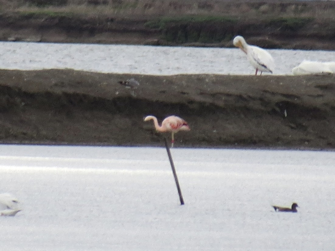 Chilean Flamingo - ML645397259