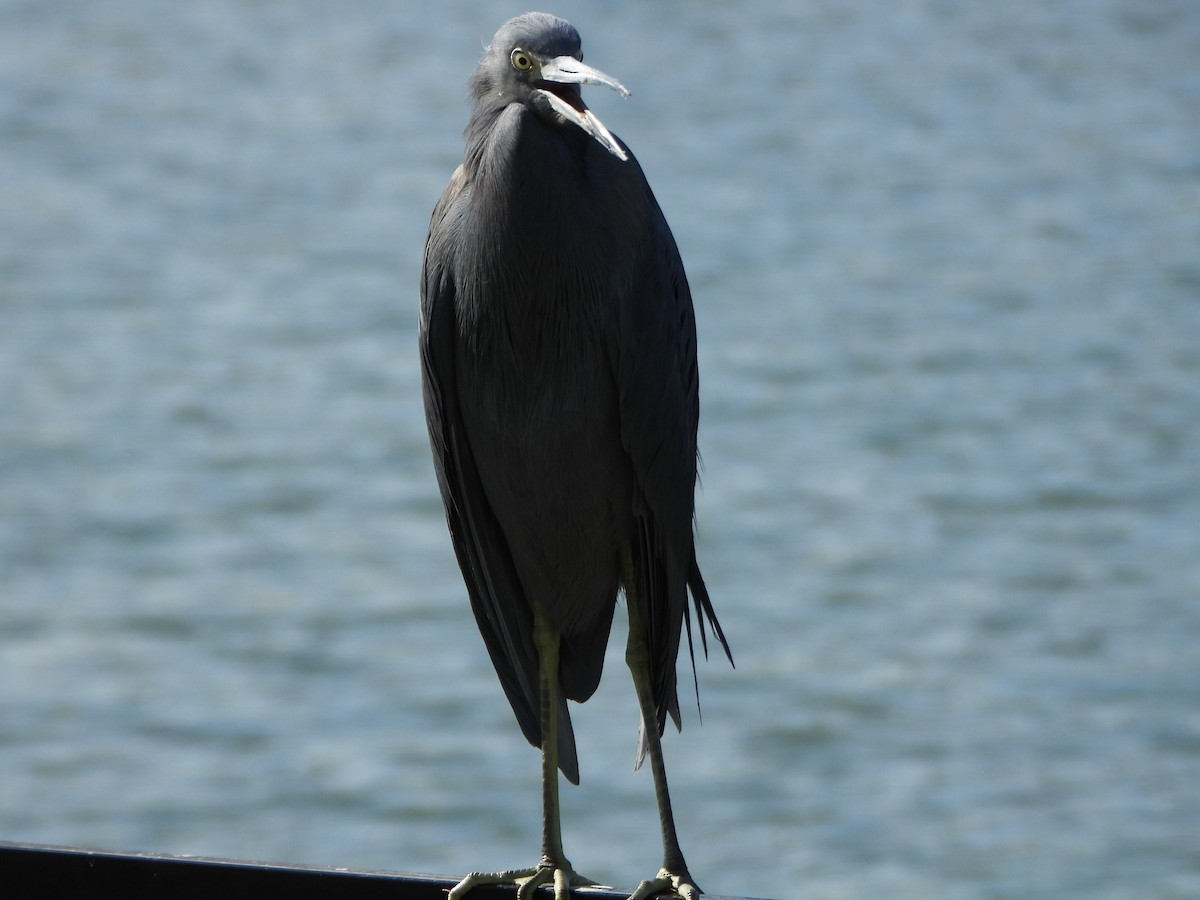 Blaureiher - ML645397272