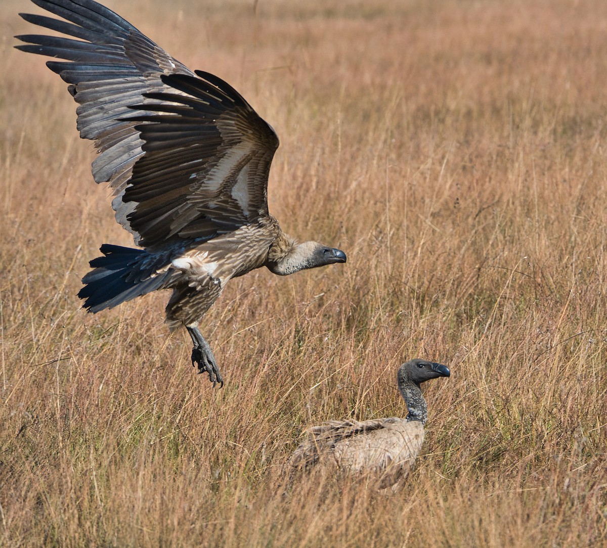 White-backed Vulture - ML645397276