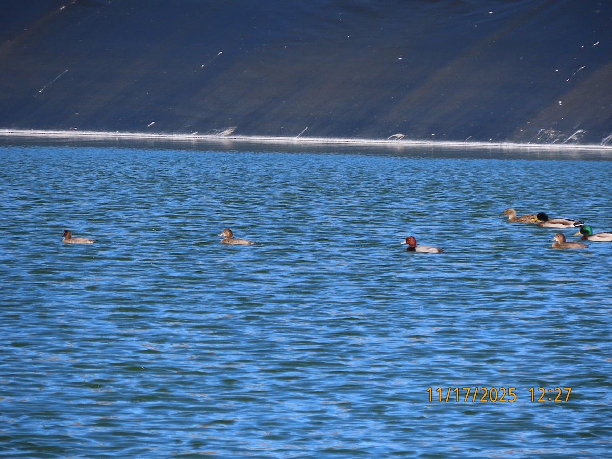 Redhead - ML645397277