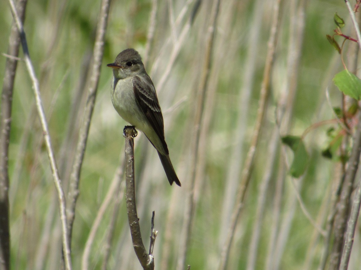 Восточный пиви - ML645397279