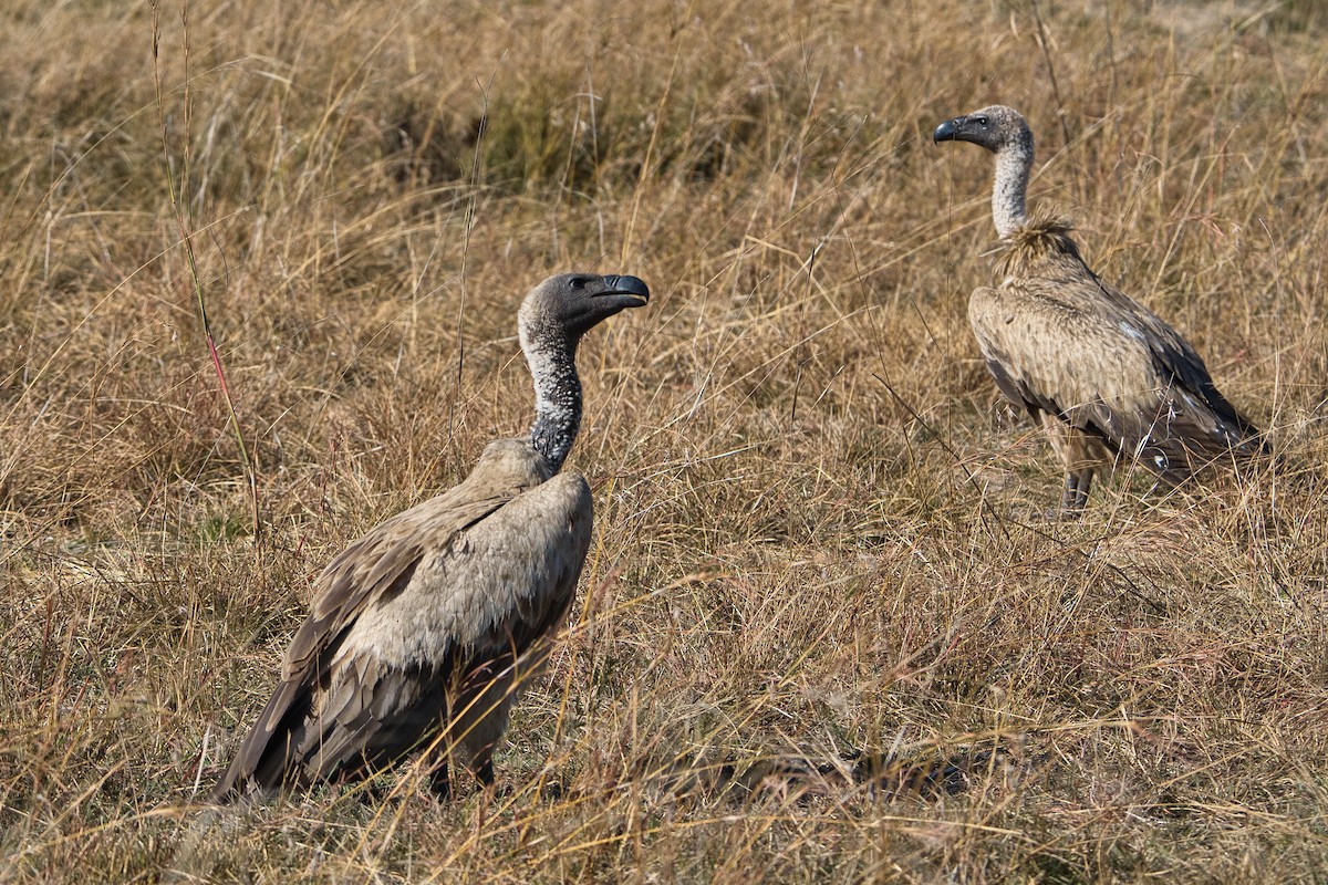 White-backed Vulture - ML645397281