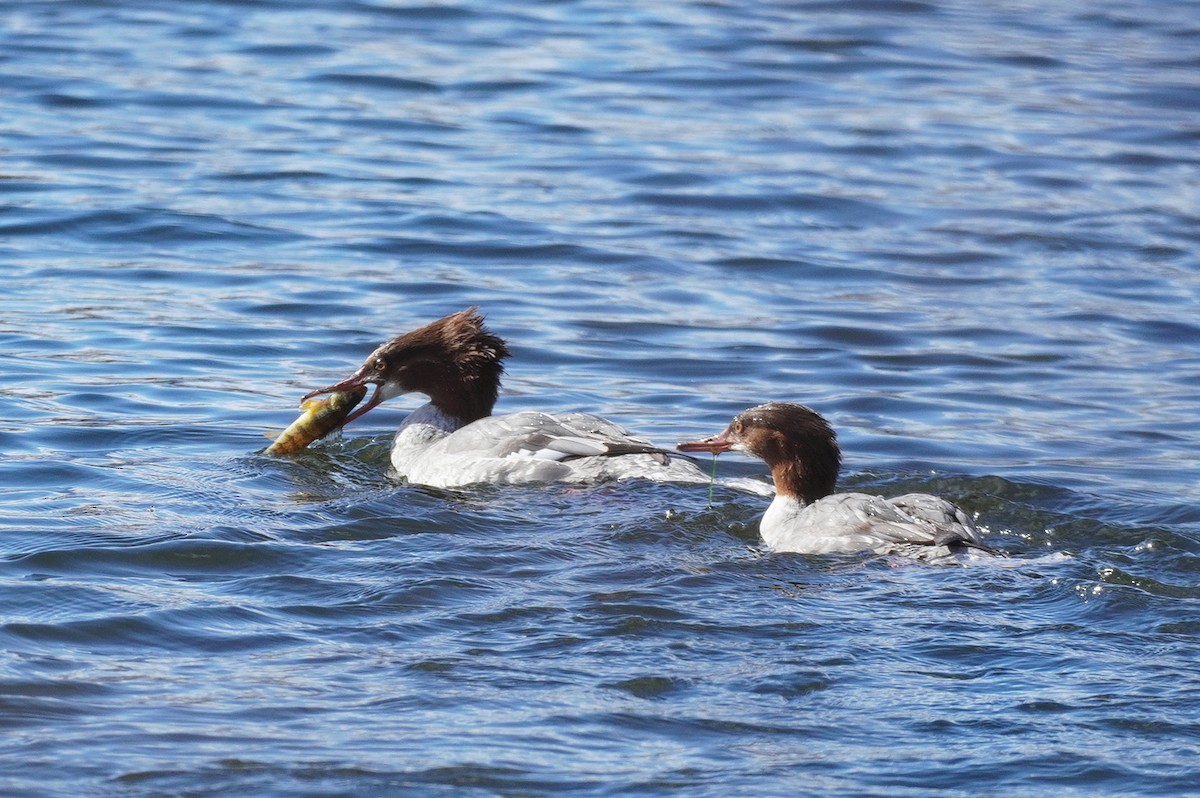 Хумхин бохио - ML645397285