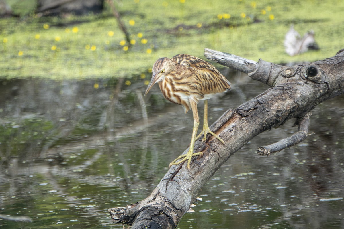 okerrørdrum - ML645397287