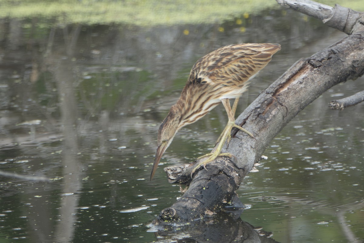 okerrørdrum - ML645397288