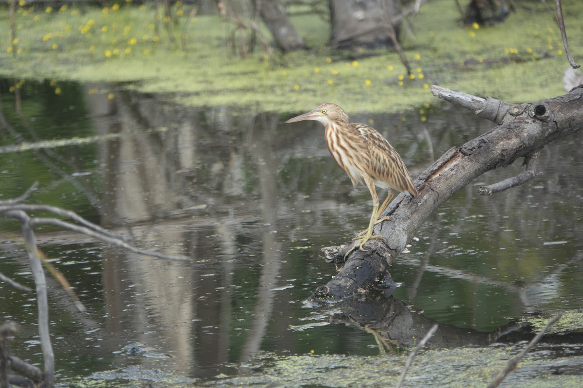 okerrørdrum - ML645397291