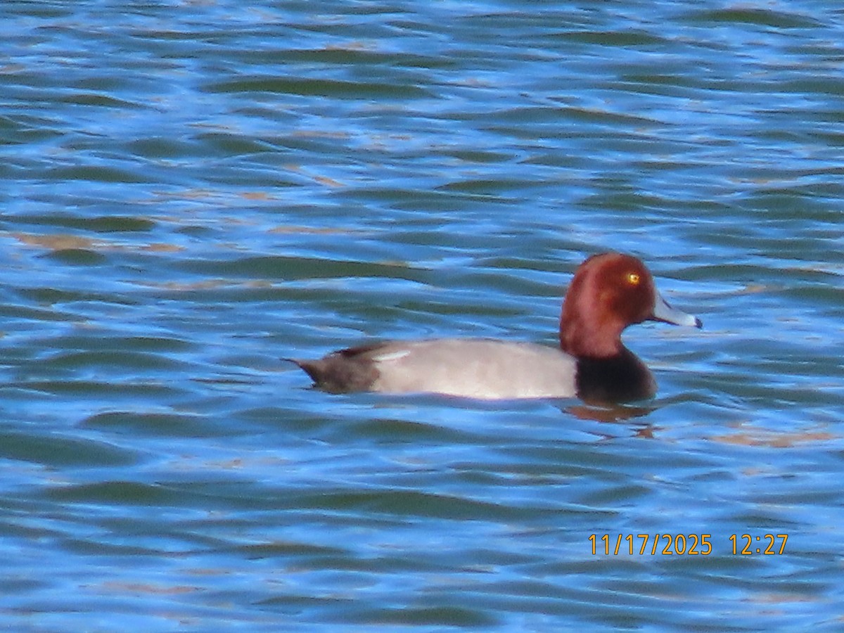 Redhead - ML645397294