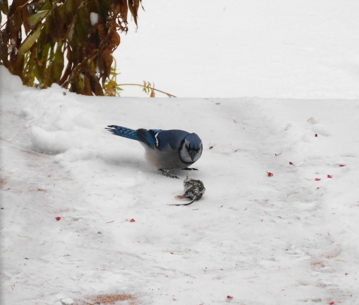 Blue Jay - ML645397307