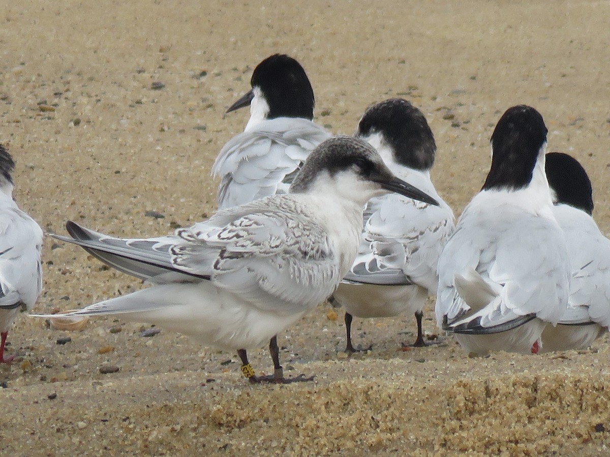 Roseate Tern - ML645397308