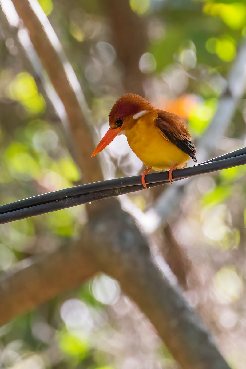 Rufous-backed Dwarf-Kingfisher - ML645397312