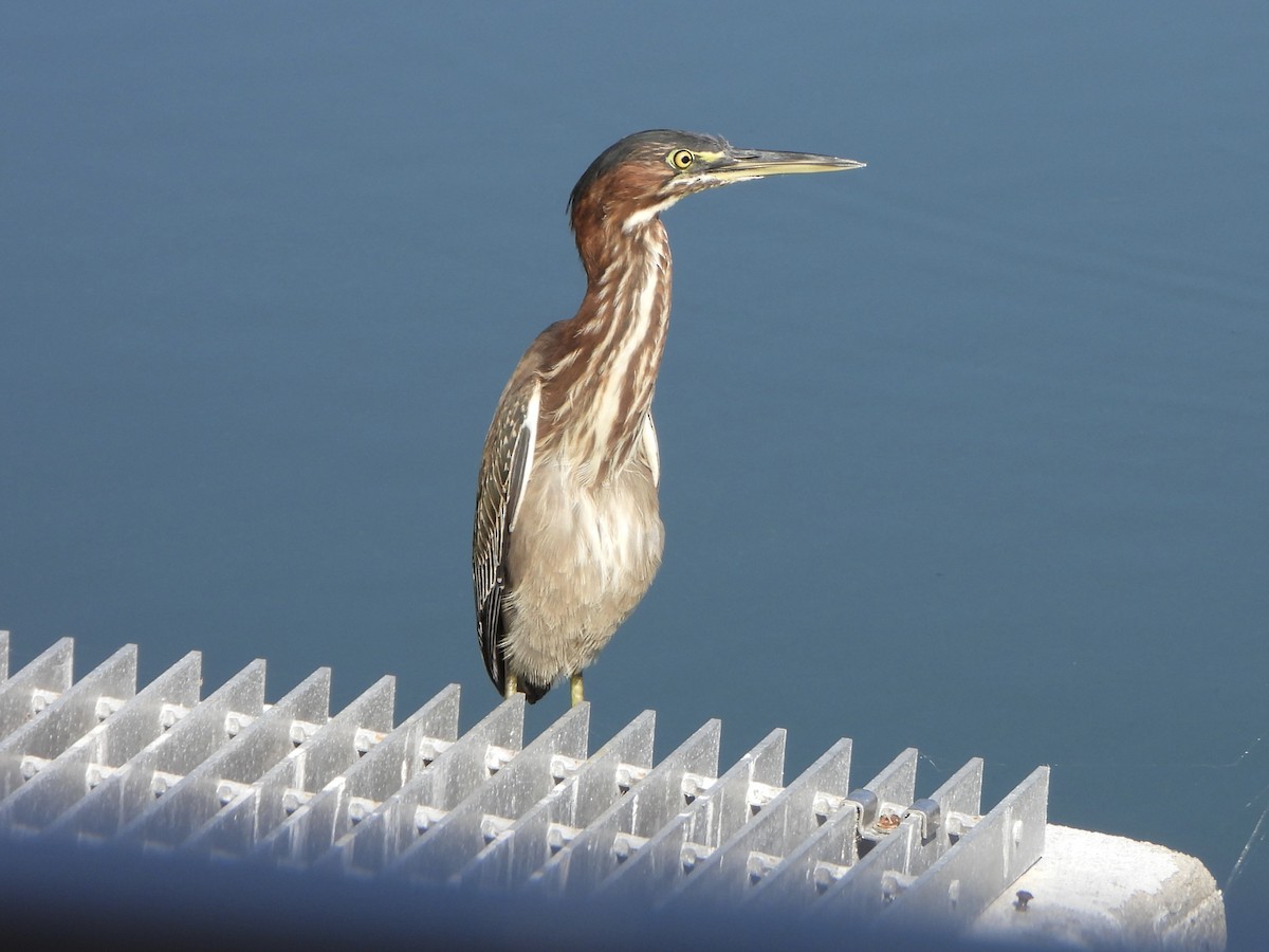 Grünreiher - ML645397313