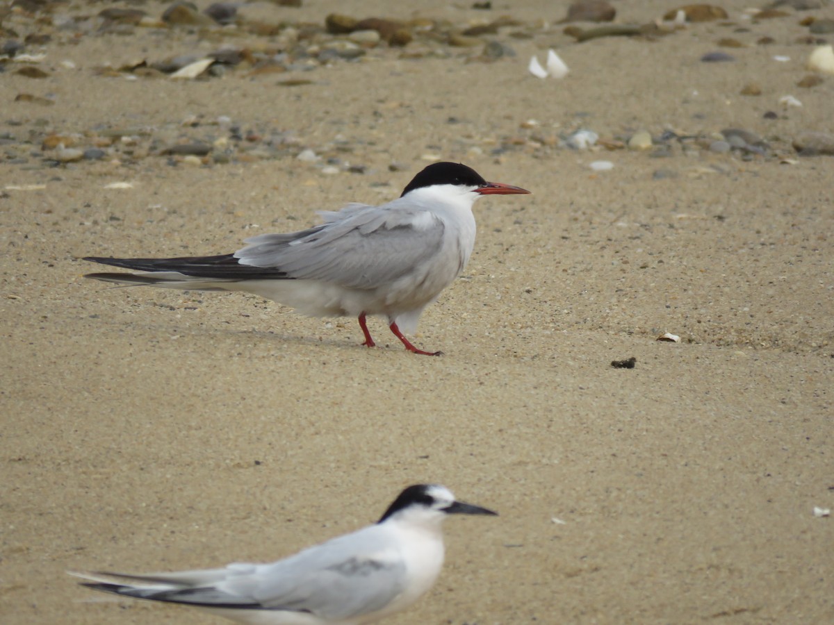 Common Tern - ML645397319
