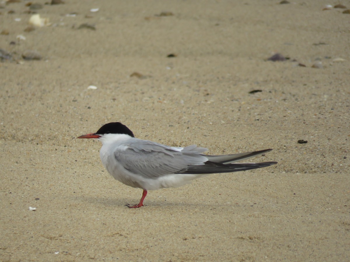 Common Tern - ML645397321