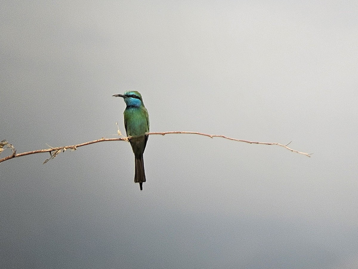 Erle-txori berde arabiarra - ML645397323