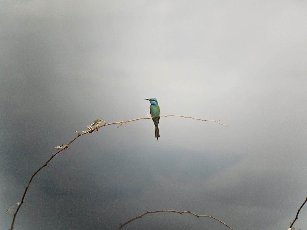 Erle-txori berde arabiarra - ML645397324