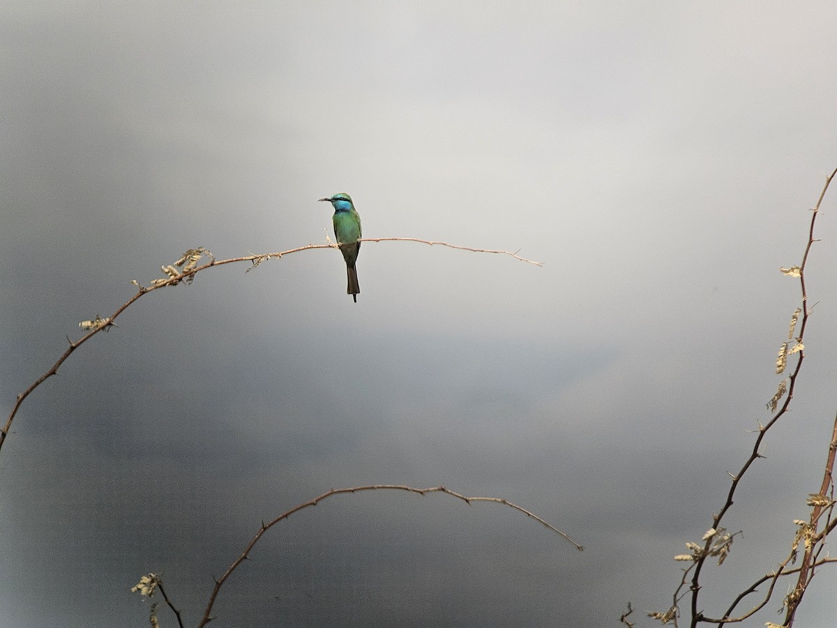 Erle-txori berde arabiarra - ML645397325