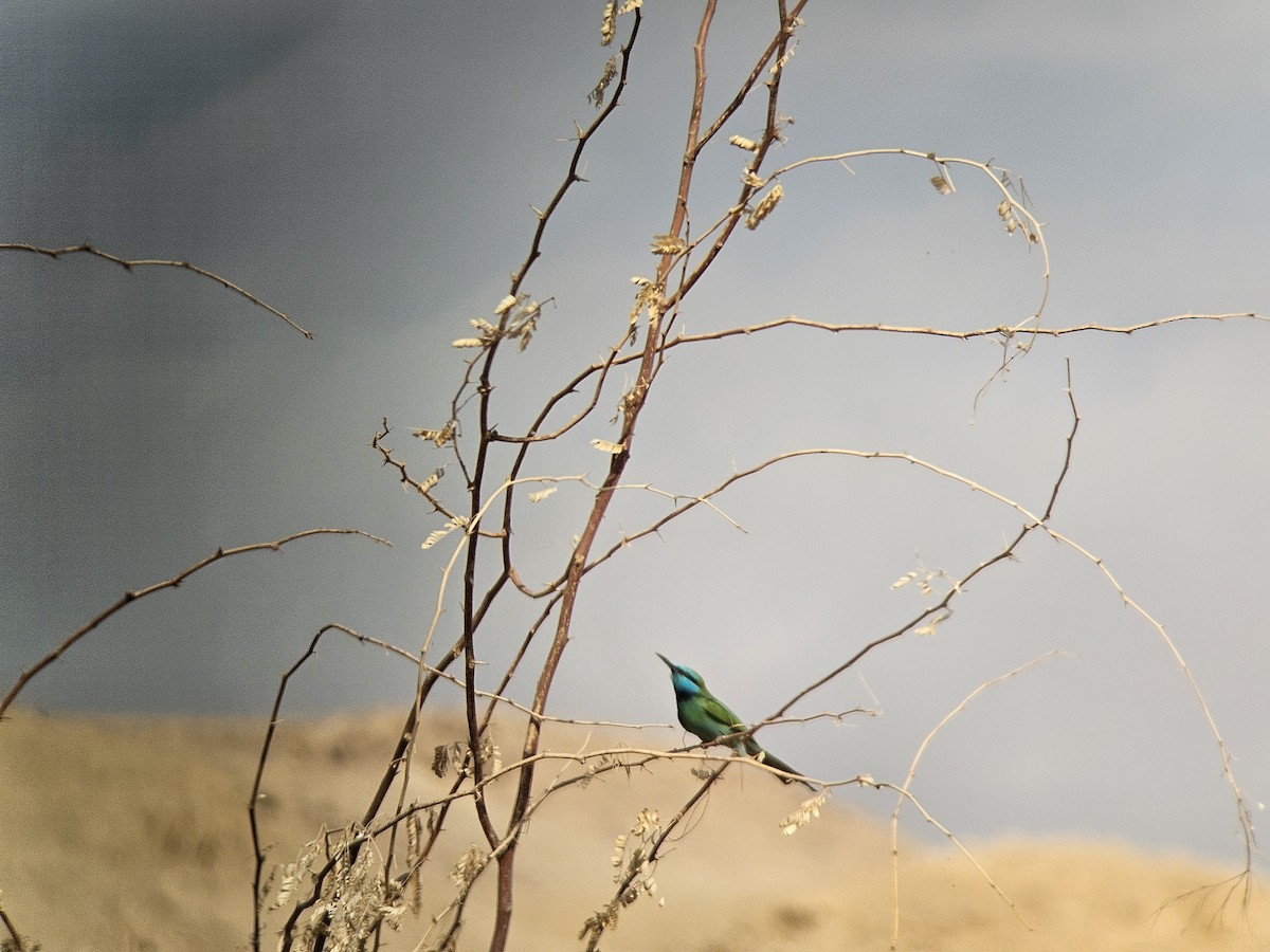 Erle-txori berde arabiarra - ML645397326