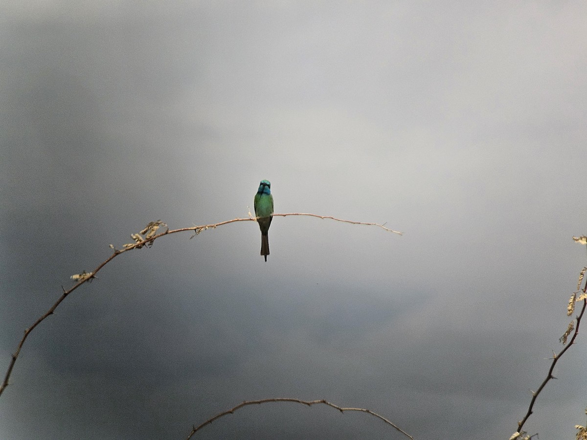 Erle-txori berde arabiarra - ML645397327