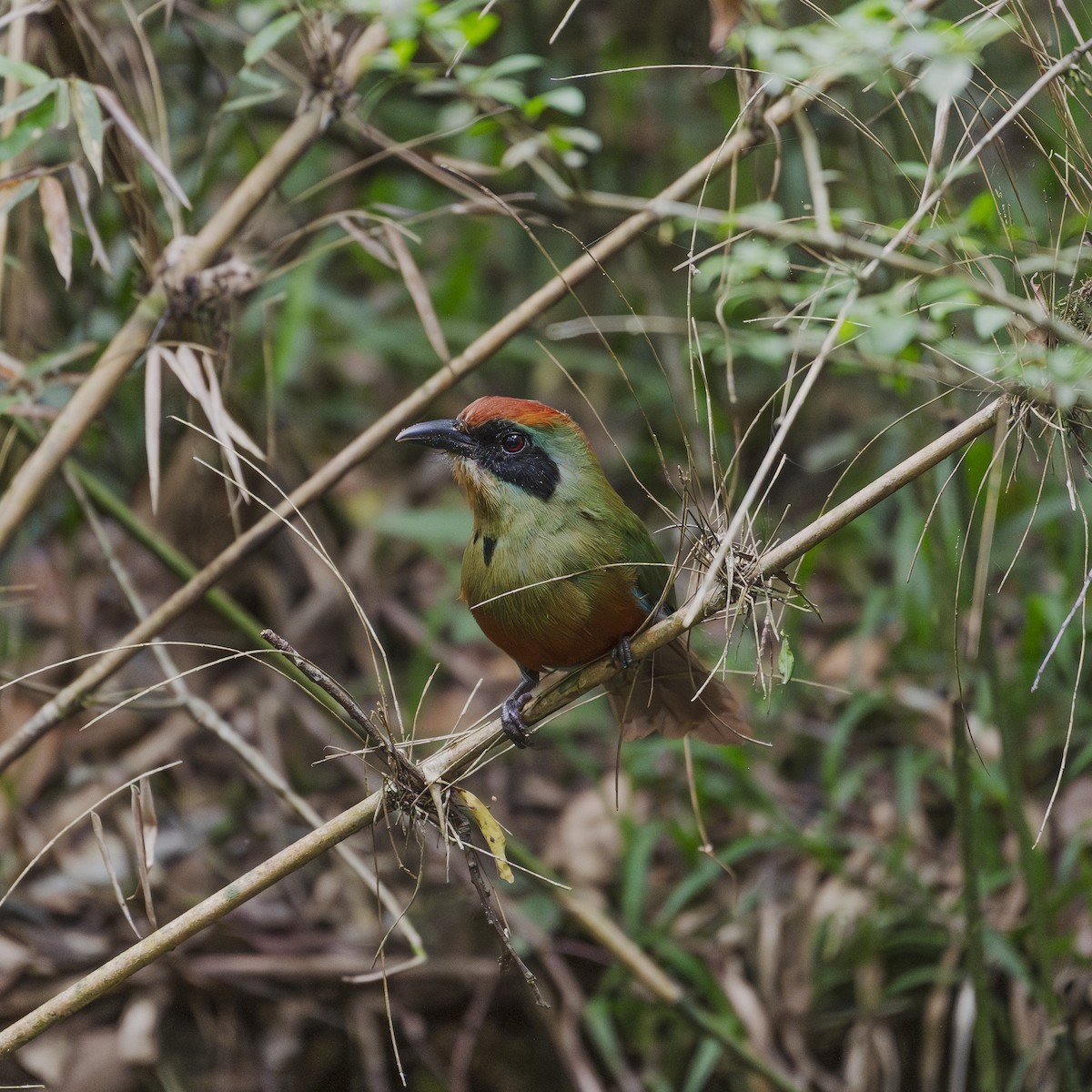 Rufous-capped Motmot - ML645397329