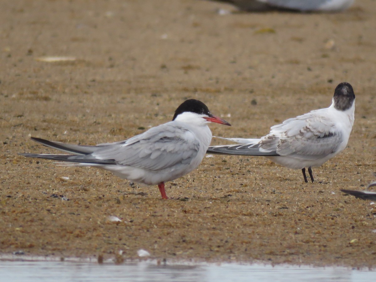 Common Tern - ML645397331
