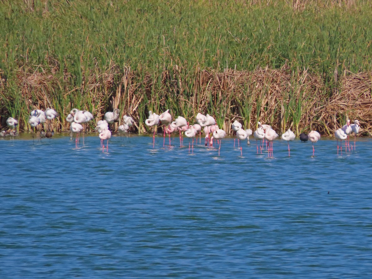 Zwergflamingo - ML645397332