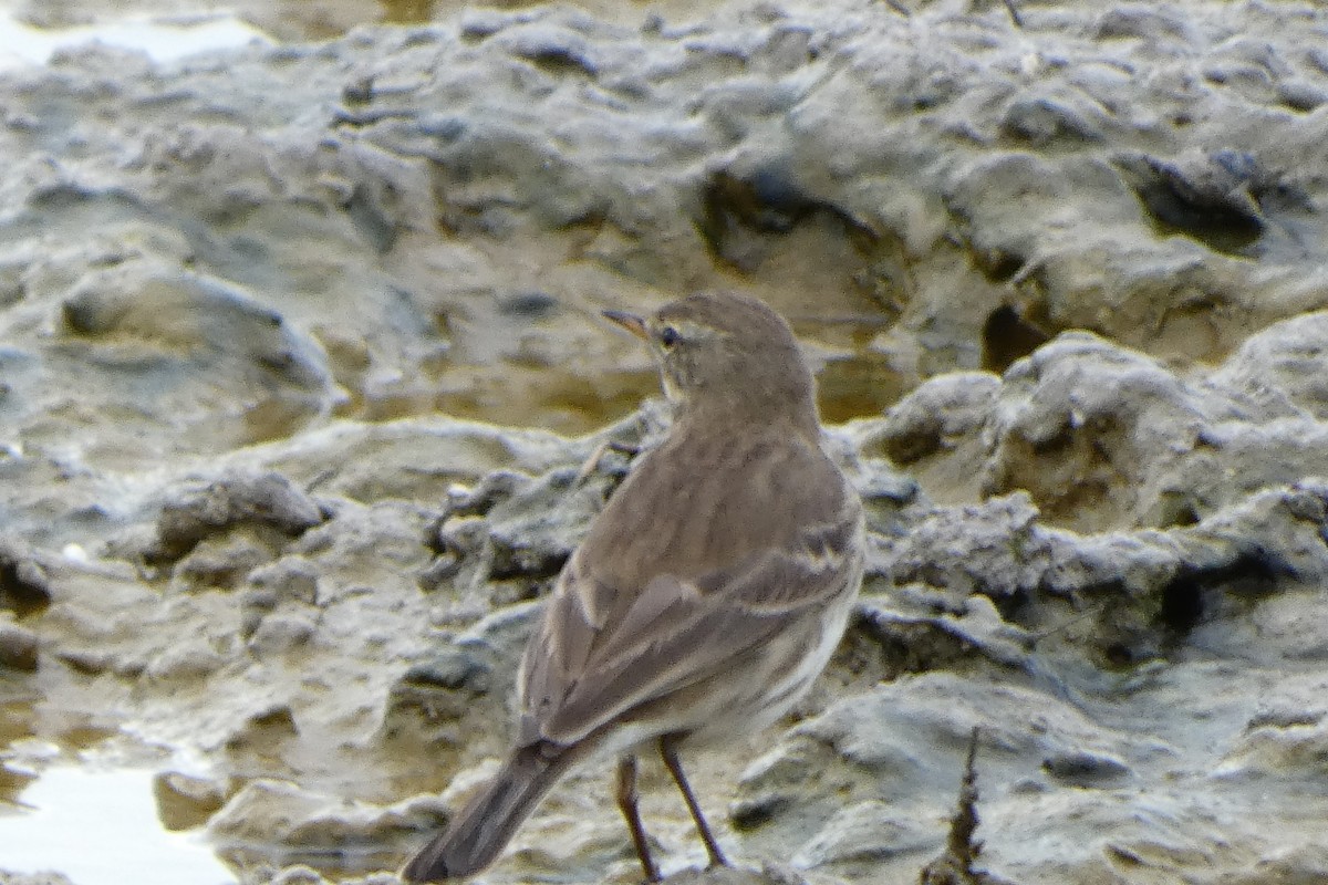 Харзны шийхнүүхэй - ML645397345