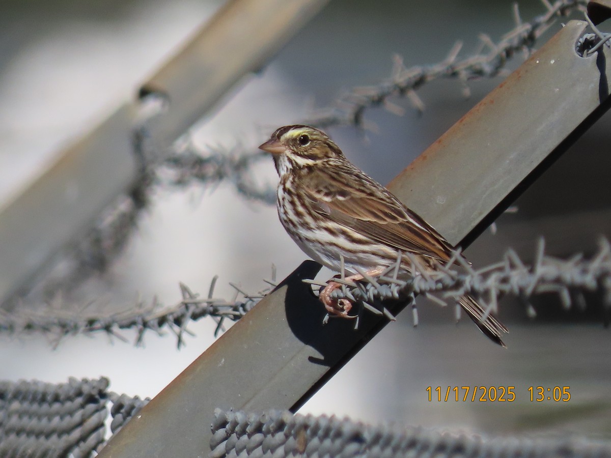 Savannah Sparrow - ML645397350