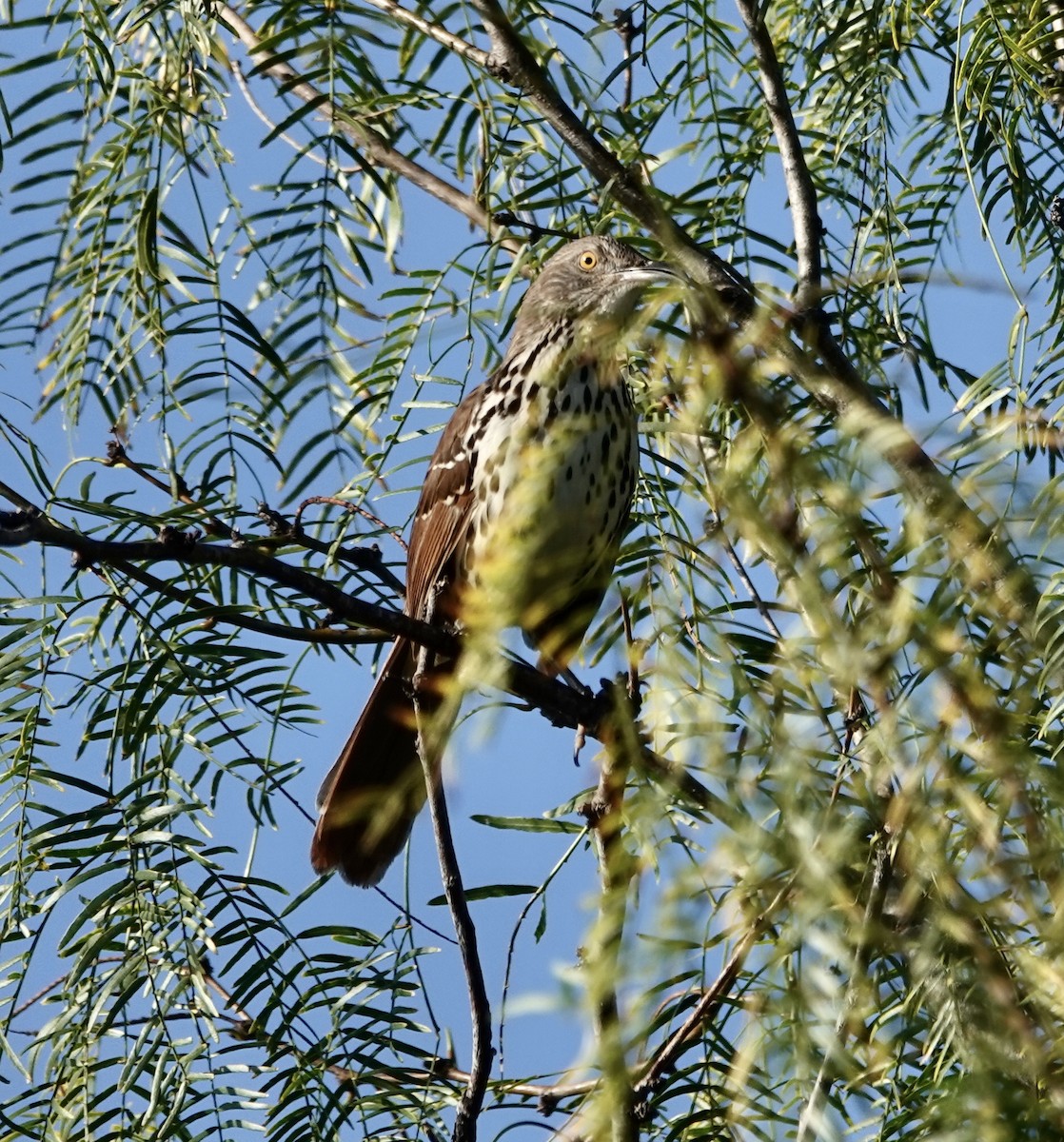Long-billed Thrasher - ML645397354