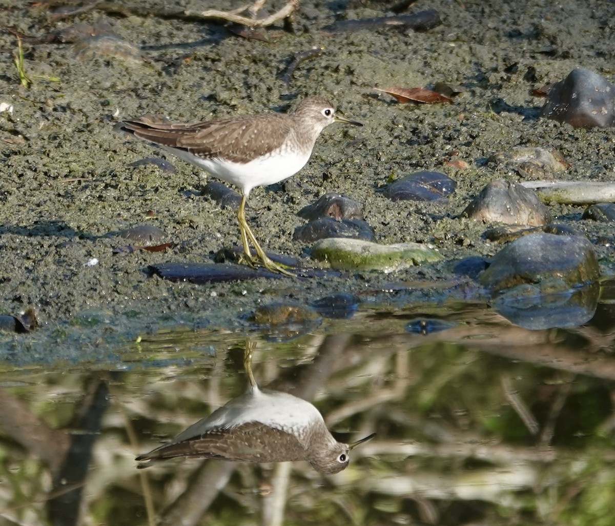 Einsiedelwasserläufer - ML645397355