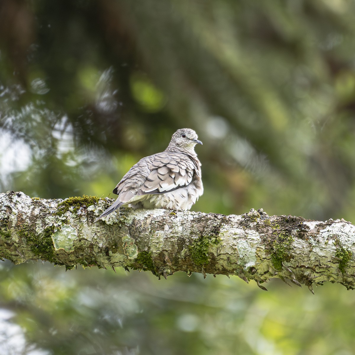 Scaled Dove - ML645397356