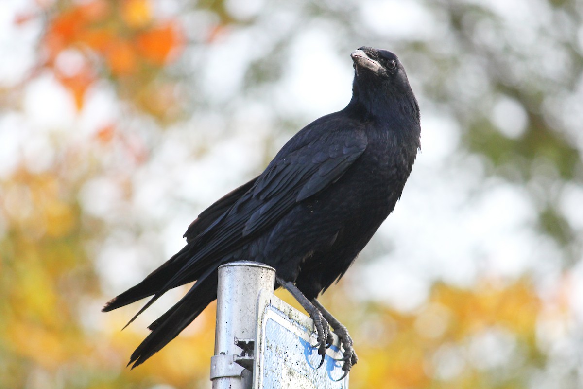 Common Raven - ML645397359