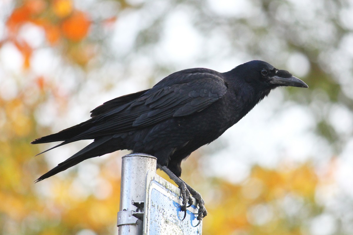 Common Raven - ML645397360