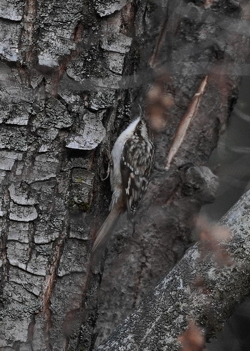 amerikatrekryper - ML645397362